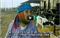 תמנייה זהבי