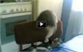 42 סרטונים מצחיקים על חתולים
