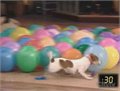 כלב שיאן גינס בפיצוץ בלונים