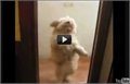כלב חמוד רוקד סלסה