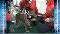 חילוץ כלב מצונאמי