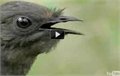 קולות של ציפורים בטבע