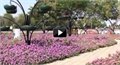שיא גינס - פארק הפרחים