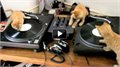 חתולים מנגנים על השולחן הדי ג'י