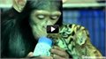 שימפנזה מאכילה גור טיגריסים מבקבוק