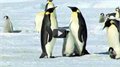 פינגווינים בטבע