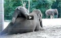 פיל קטן משחק עם אמא שלו