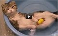 חתולים שאוהבים מים