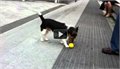 כלב חמוד שמצא שיטה לזרוק לעצמו את הכדור