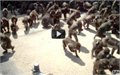 אלפי קופים תוקפים את האיש שמאכיל אותם