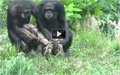 קופים בהליכה סינכרונית