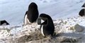 הפינגווין הגנב החכם