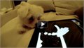 כלב טכנולוגי יודע לשחק באייפד