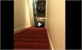 כלב יורד בצורה מוזרה במדרגות