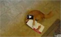 חתול תוקף גלויה מוזיקלית