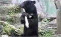דוב מבצע תרגילי קראטה עם מקל