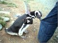 פינגווין תוקף בן אדם