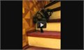 חתול רוקד וולס ועולה במדרגות