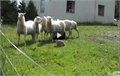 ארנב בתפקיד של כלב רועים כבשים