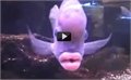 דג עם שפתיים של אישה