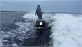דולפינים מתנגשים בקפיצה מהמים