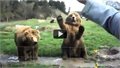 שני דובים עושים שלום