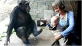 קוף שלא אוהב תינוקות