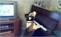 כלבלב שר ומנגן בפסנתר
