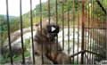 דובי חמוד בגן החיות