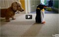 כלב עם צעצוע פינגווין