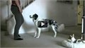 סרטון נהדר על כלב ספורטאי