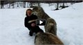 מפגש בין אניטה ולהקת זאבים