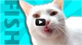 סרטון מגניב על החתול המדובב