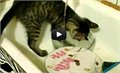 חתול, מדיח כלים