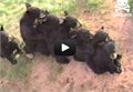 דובים עושים רכבת אהבה