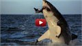 התקפות כרישים (צילום נדיר)