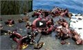 יצורי ים מוזרים נמצאו בצוללת צבאית