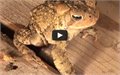 צפרדע שזקוקה לחיבה