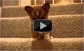 גור כלבים מנסה לרדת במדרגות הגדולות