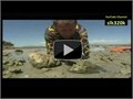 היצור ההכי רעיל בעולם - דג הסלע של אוסטרליה