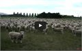 מחאת הכבשים!