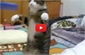 חתול מבצעה ריקוד רובוט