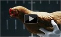 פיתוח חדשני מבית מרסדס - איזון תרנגול