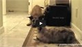 אפסותם של כלבים מול חתולים