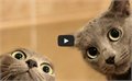 אוסף חתולים הכי מצחיקים של 2013