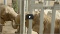 מפגש פילים מרגש אחרי 37 שנה