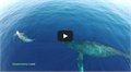 סרטון טבע מרהיבים: אלפי דולפינים ולוויתנים