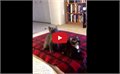 ריקוד חתולים צורני