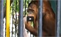 קוף גנב חולצה למבקר בגן החיות