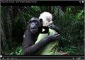 סיפור מרגש על אישה וקוף